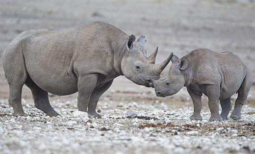 black rhinoceros